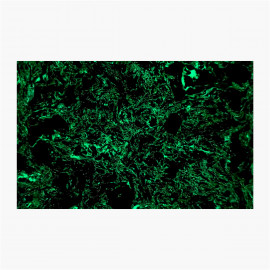 Plaquettes fibre de carbone - Dark matter Glow - Fat Carbon
